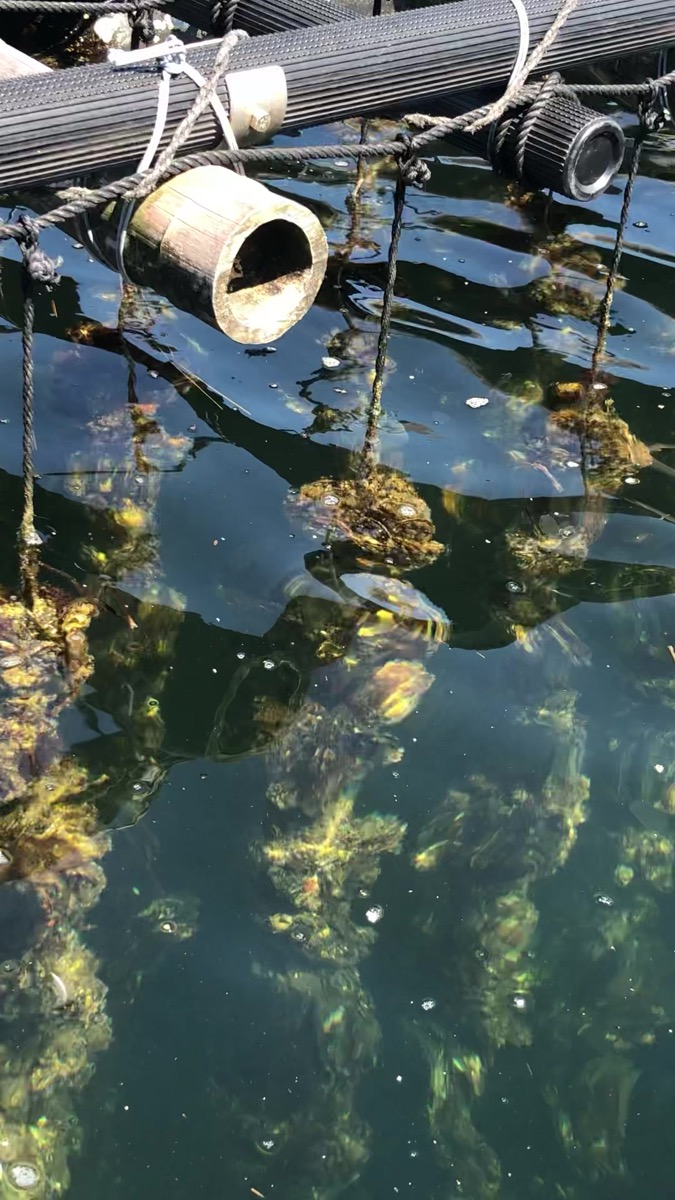 筏の枠から海の中へ何本ものロープが垂れ、水の中に牡蠣のかたまりが見える