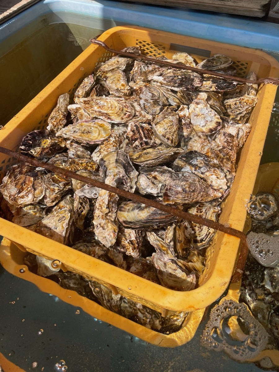 海水を張った水槽に、殻付きの牡蠣がいっぱいに入った黄色い籠が沈んでいる