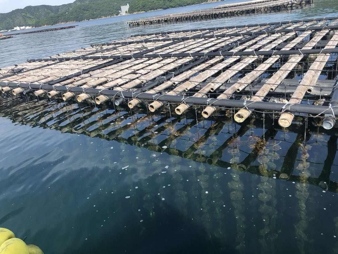 海に浮かぶ筏の近影。水中に牡蠣を吊るすロープが見える