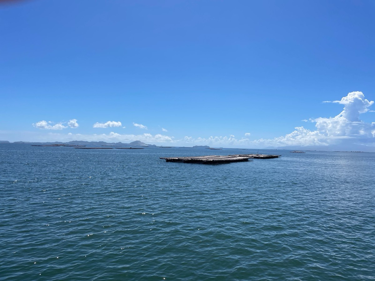 波のおだやかな海に、筏がいくつか並んで浮かんでいる